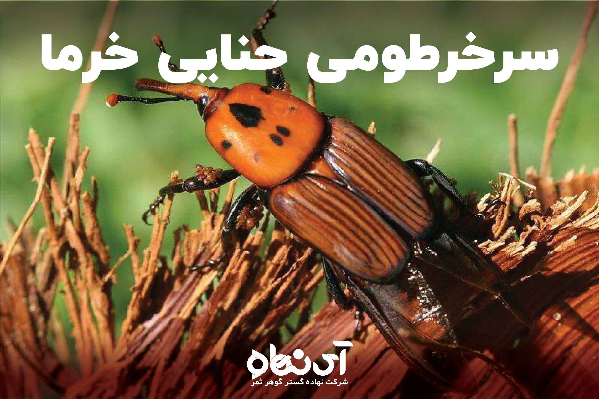سرخرطومی حنایی خرما